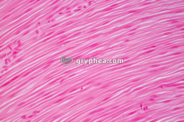 Muscle lisse CL intestin x100 - gryphea.com